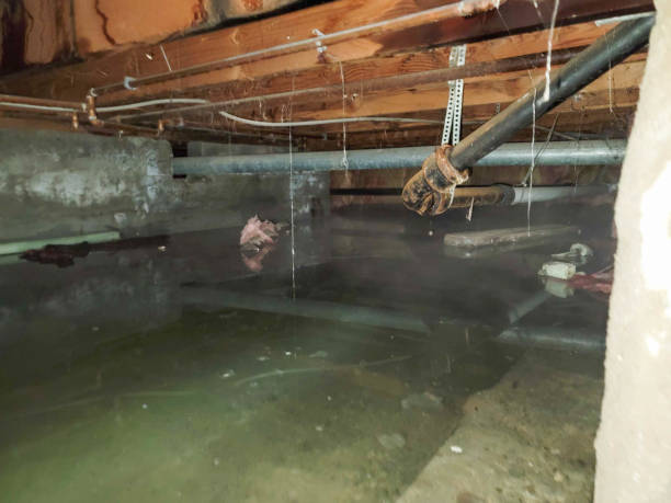 Best Basement water damage restoration  in Osseo, MN